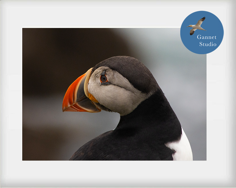 Puffin