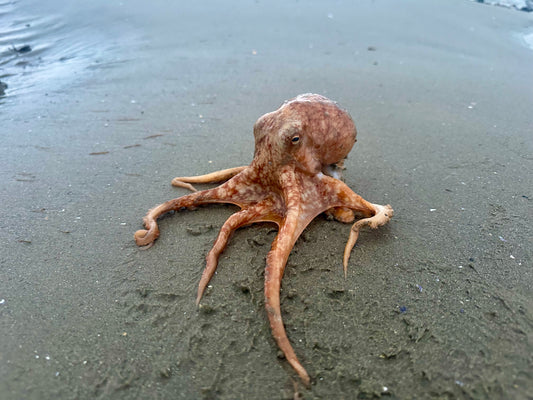 Octopus, Burrow Beach